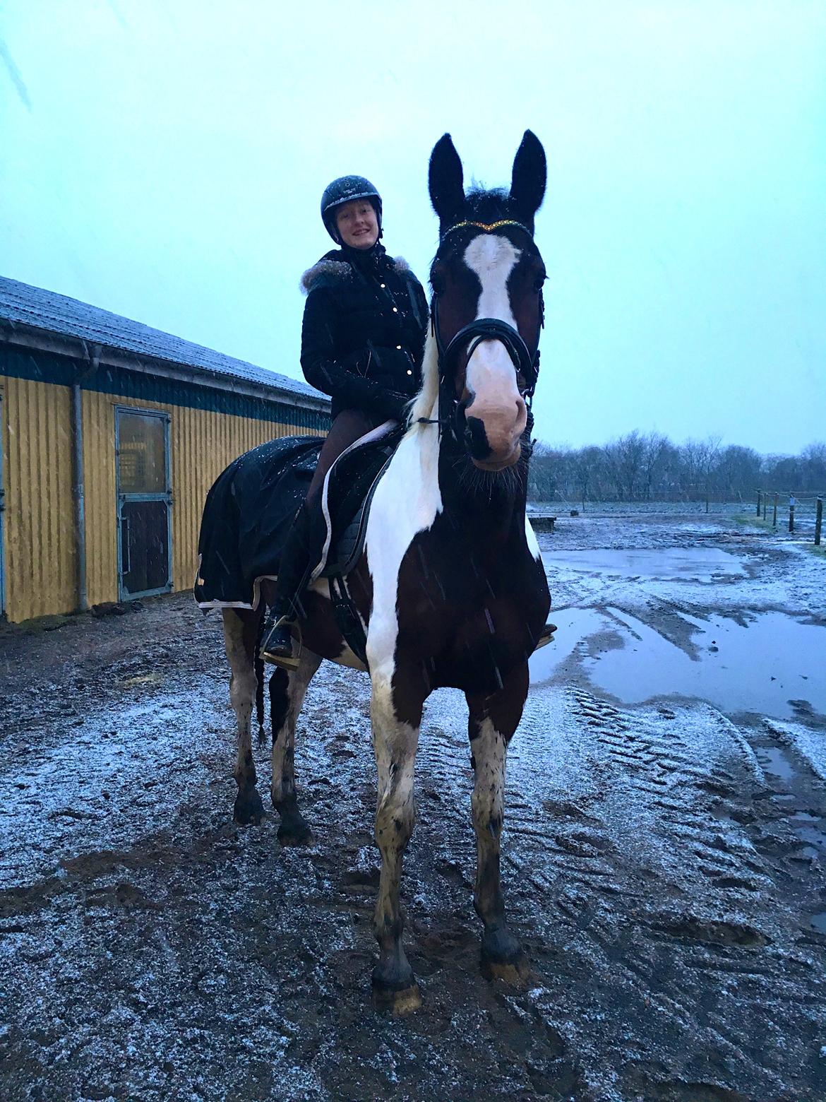 Pinto Estruplunds Chablis billede 14