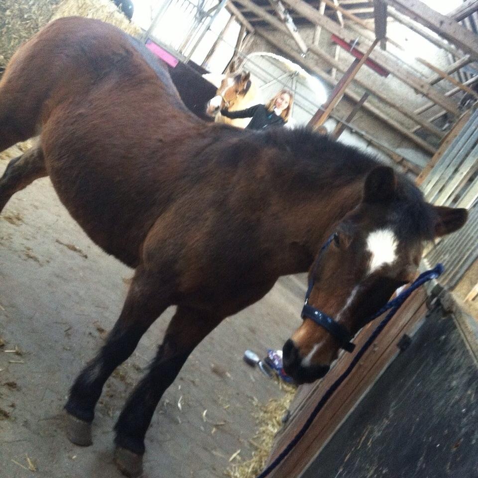 Anden særlig race Else { part } billede 18