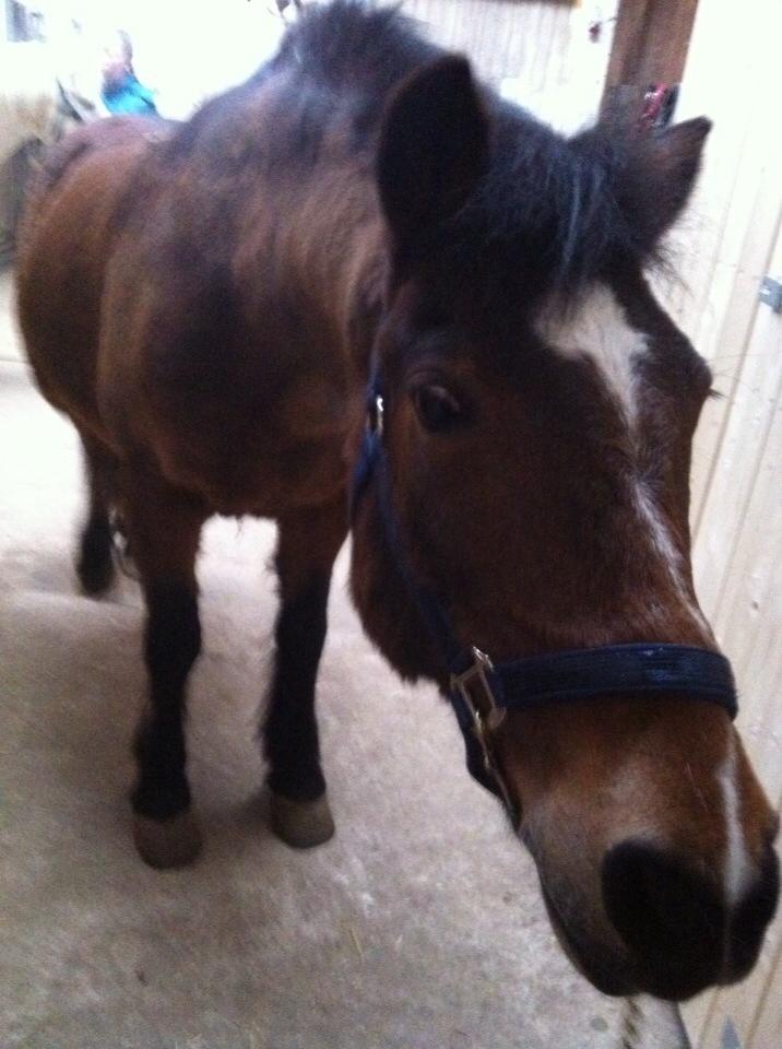 Anden særlig race Else { part } billede 19