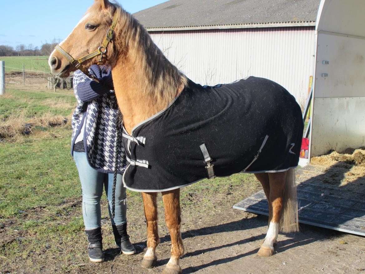 Palomino kærligheds ponyen Troja(SELVSKABSPONY) R.I.P.  billede 9