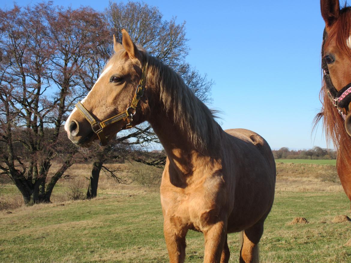 Palomino kærligheds ponyen Troja(SELVSKABSPONY) R.I.P.  billede 8