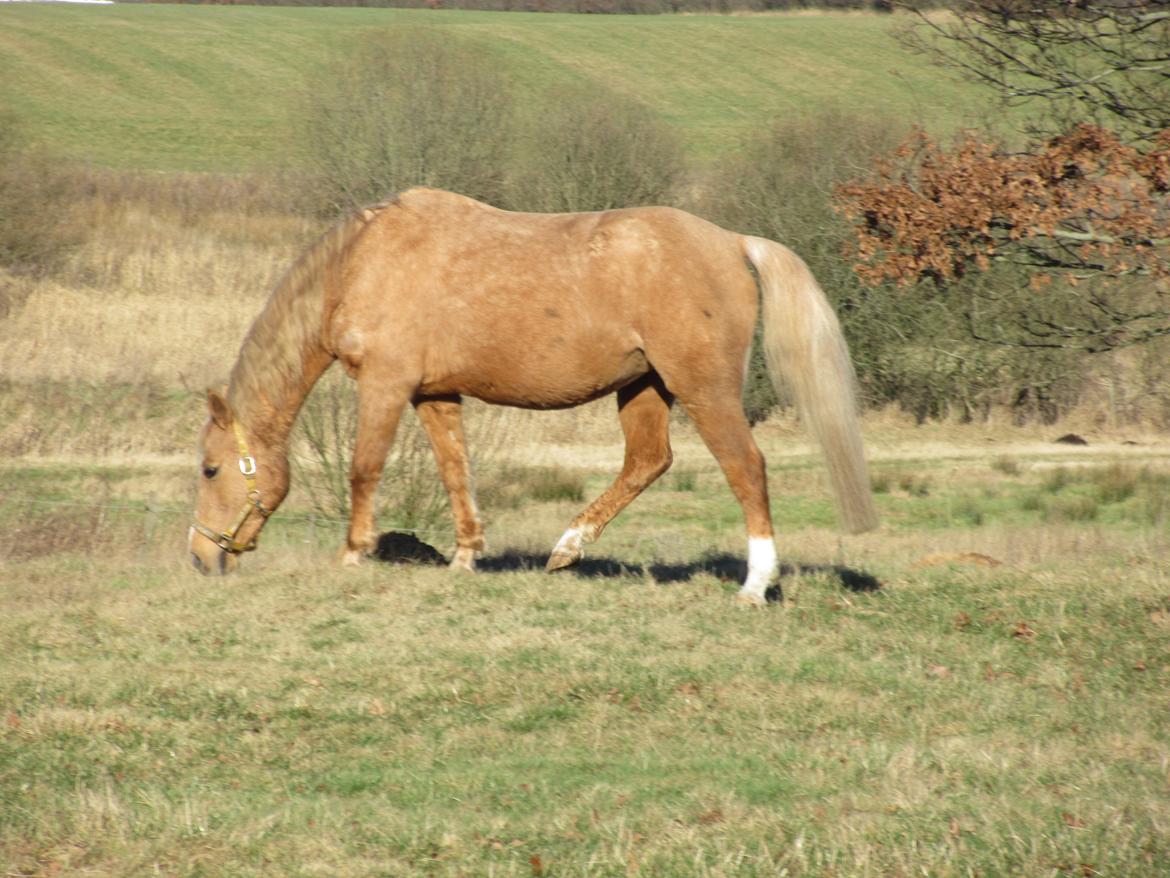 Palomino kærligheds ponyen Troja(SELVSKABSPONY) R.I.P.  billede 13