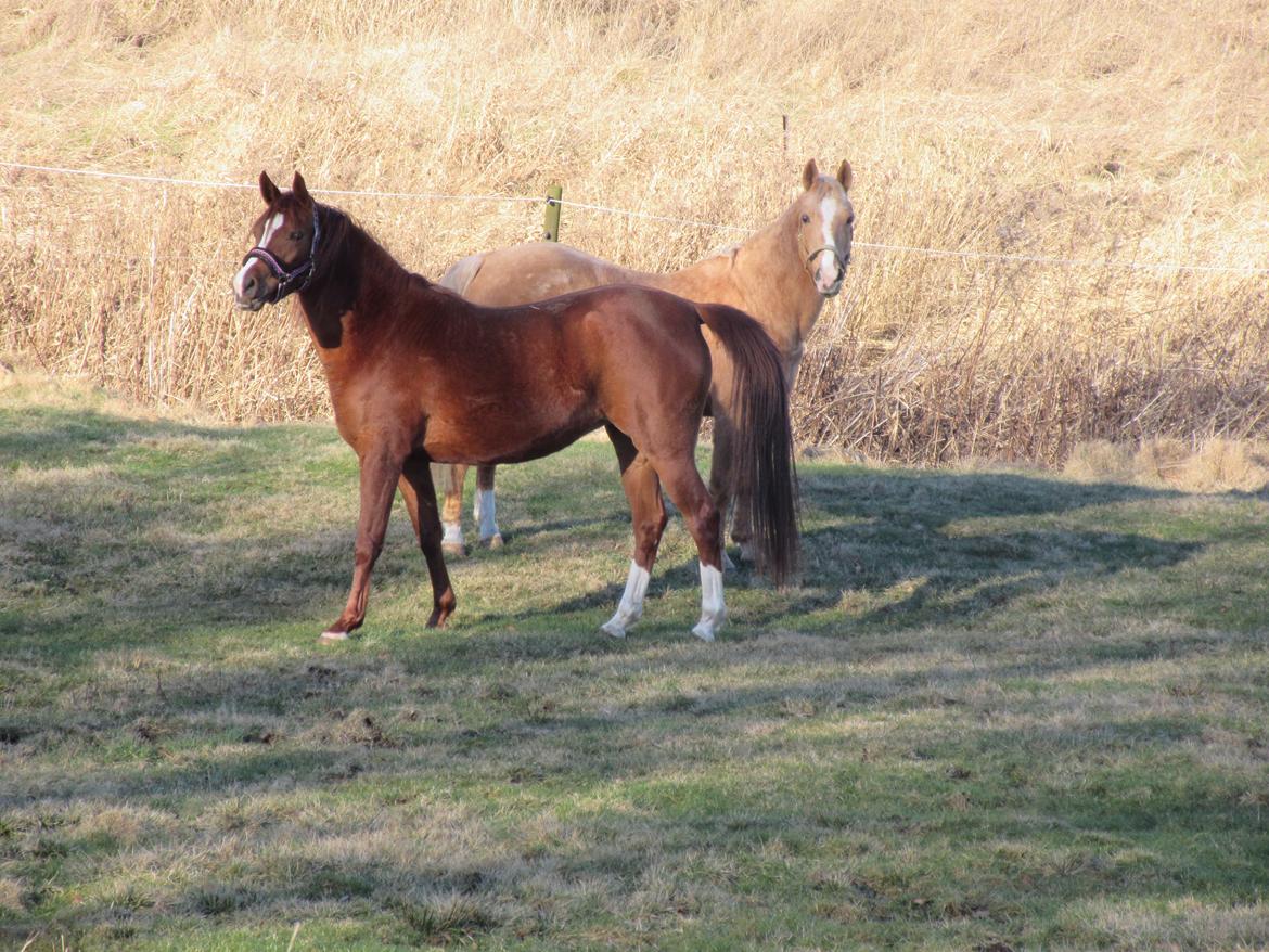 Palomino kærligheds ponyen Troja(SELVSKABSPONY) R.I.P.  billede 11