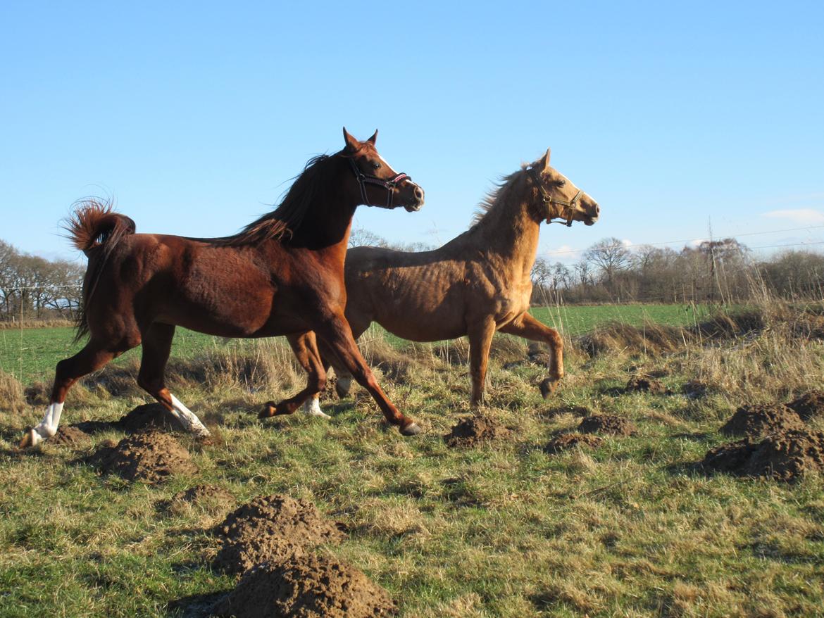 Palomino kærligheds ponyen Troja(SELVSKABSPONY) R.I.P.  billede 14