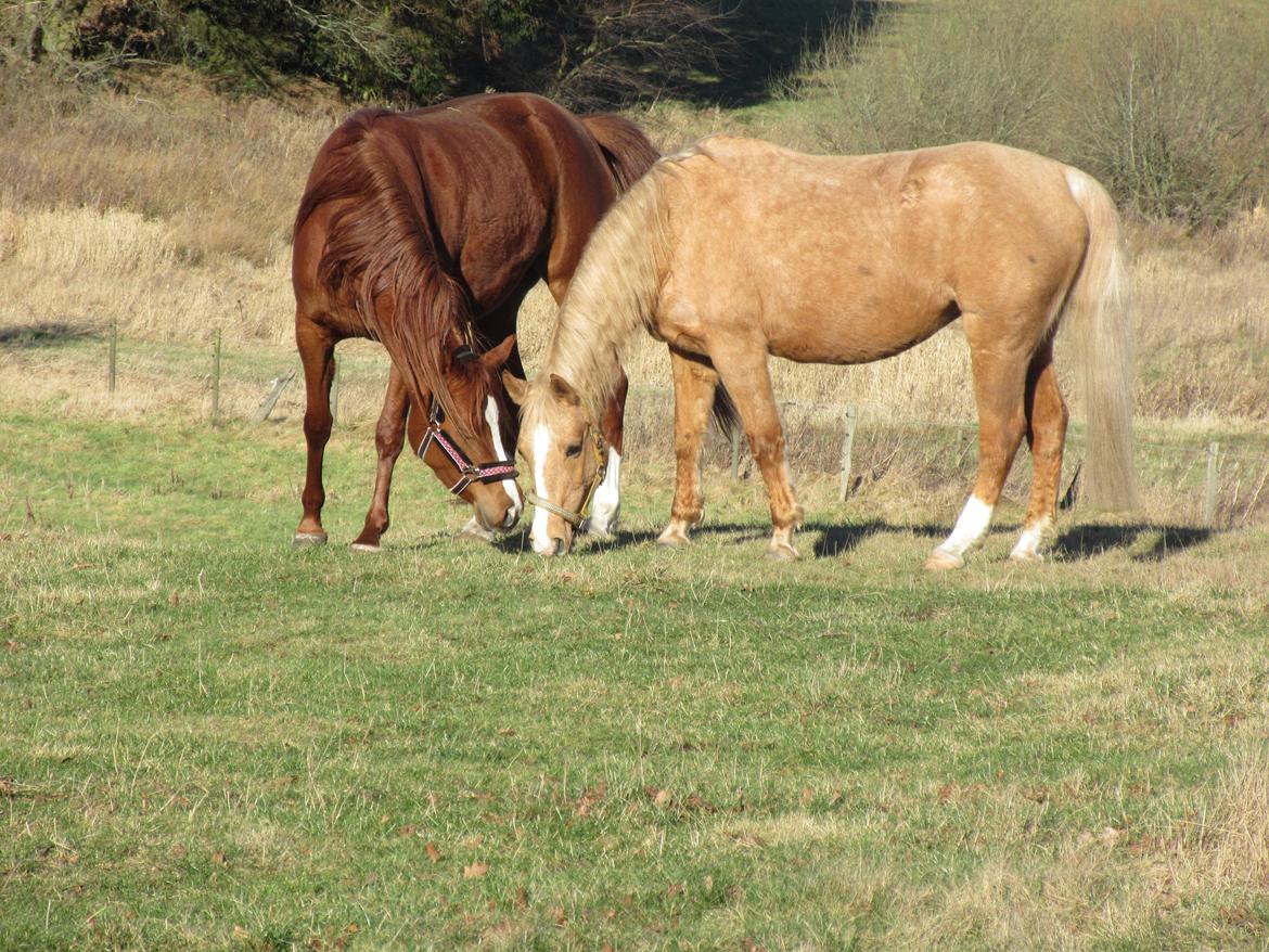 Palomino kærligheds ponyen Troja(SELVSKABSPONY) R.I.P.  billede 12