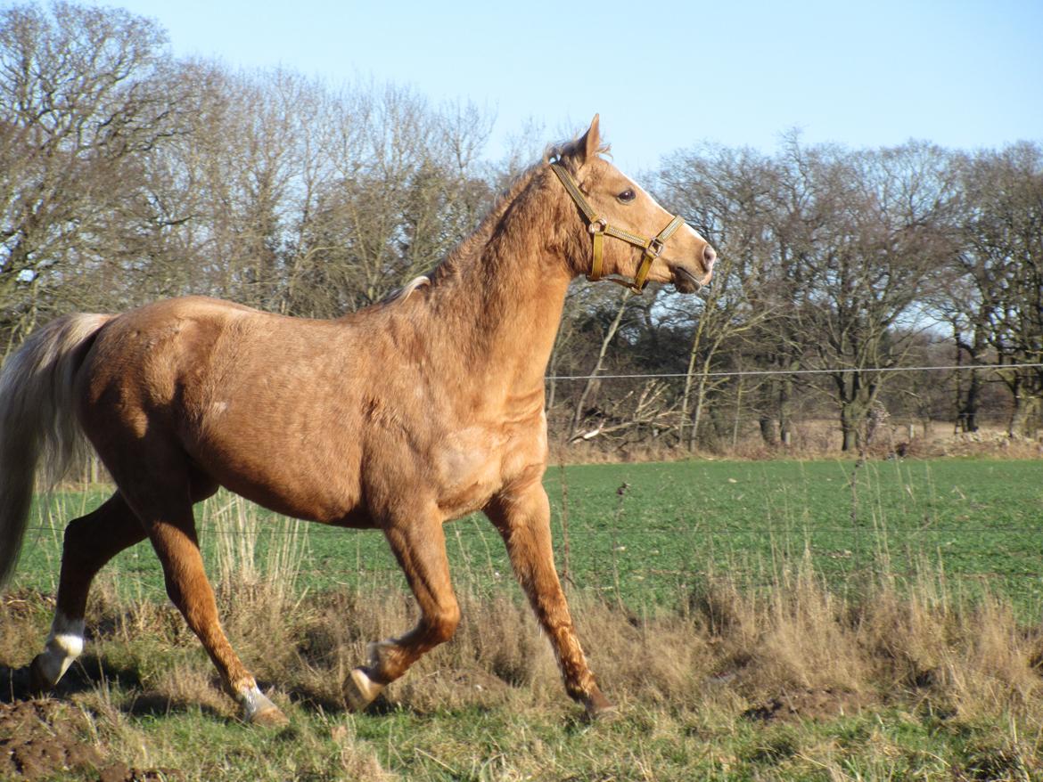 Palomino kærligheds ponyen Troja(SELVSKABSPONY) R.I.P.  billede 6