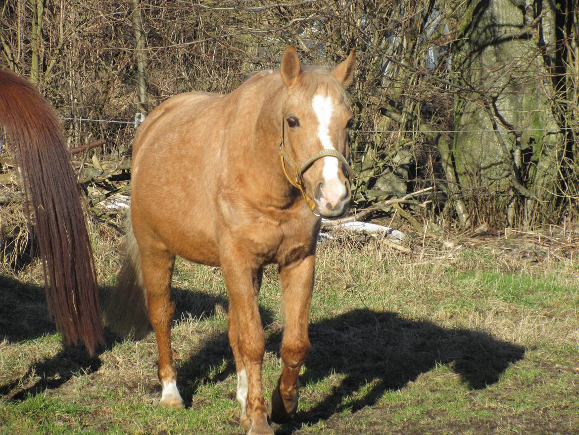 Palomino kærligheds ponyen Troja(SELVSKABSPONY) R.I.P.  billede 7