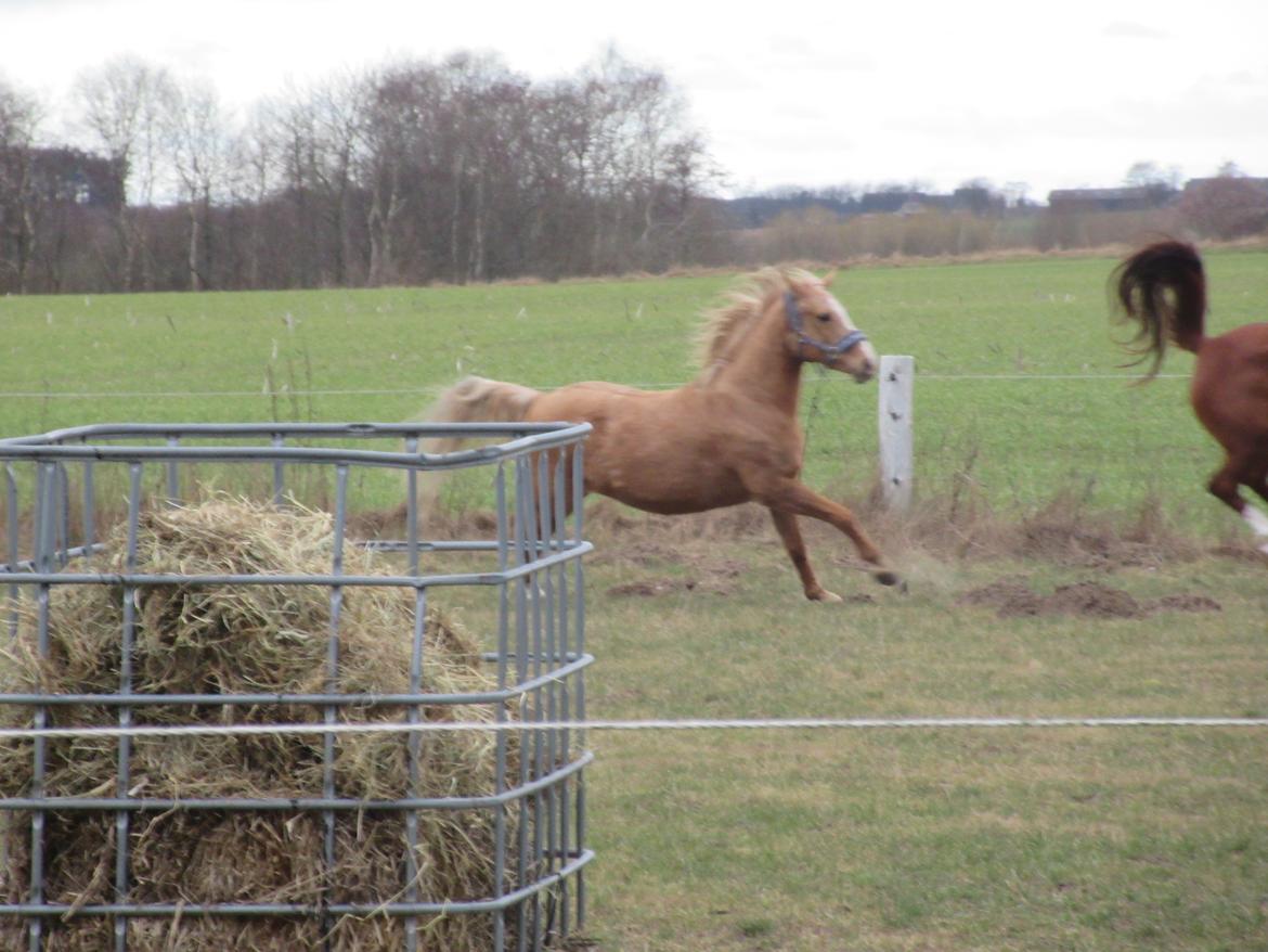 Palomino kærligheds ponyen Troja(SELVSKABSPONY) R.I.P.  billede 16