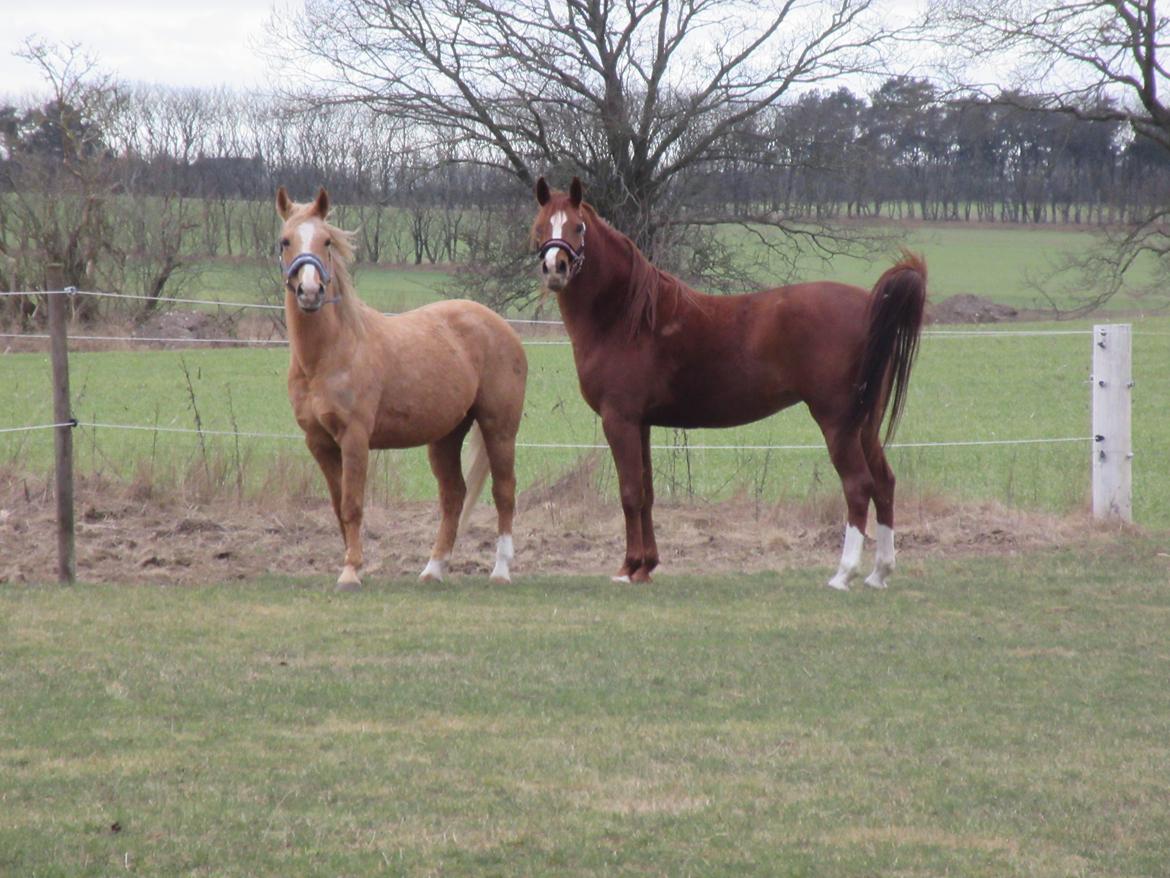 Palomino kærligheds ponyen Troja(SELVSKABSPONY) R.I.P.  billede 15