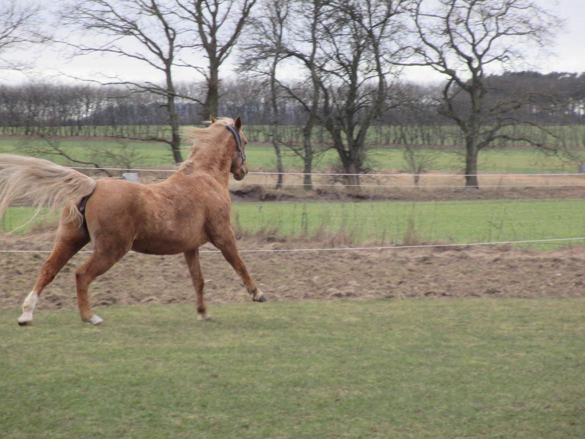 Palomino kærligheds ponyen Troja(SELVSKABSPONY) R.I.P.  billede 17