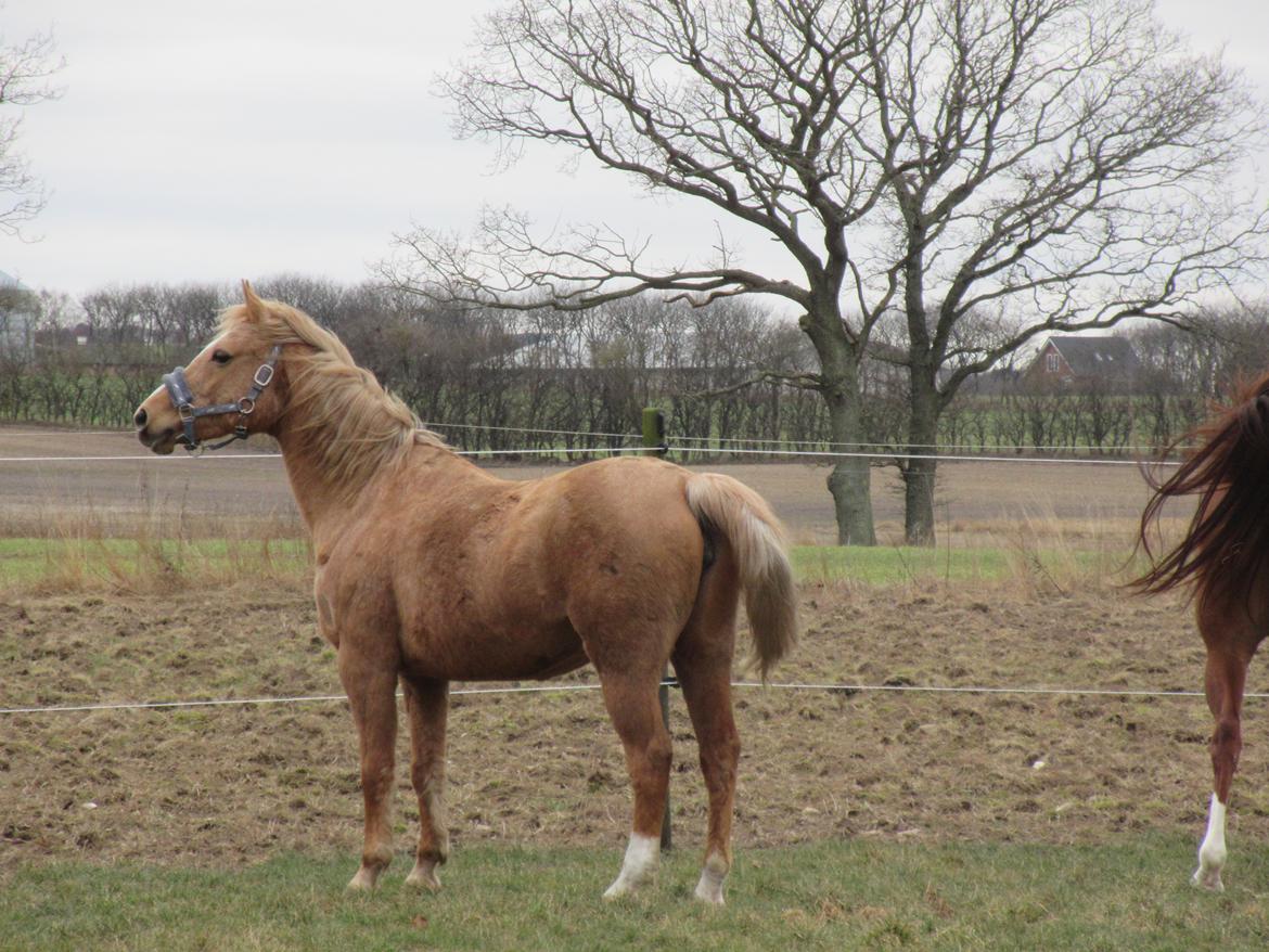 Palomino kærligheds ponyen Troja(SELVSKABSPONY) R.I.P.  billede 18