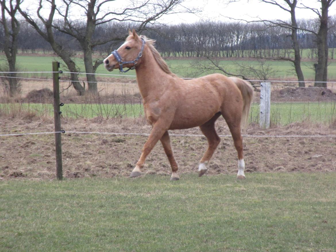 Palomino kærligheds ponyen Troja(SELVSKABSPONY) R.I.P.  billede 19
