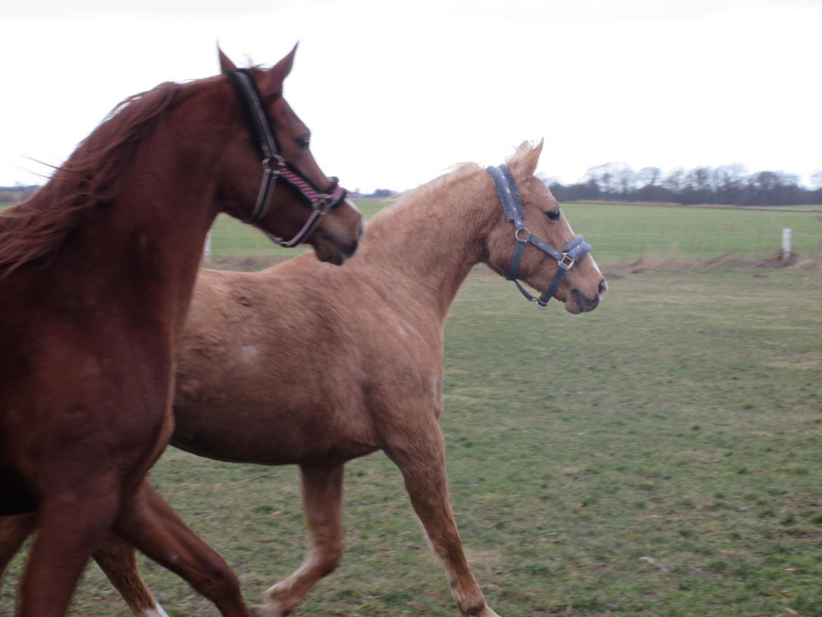 Palomino kærligheds ponyen Troja(SELVSKABSPONY) R.I.P.  billede 20