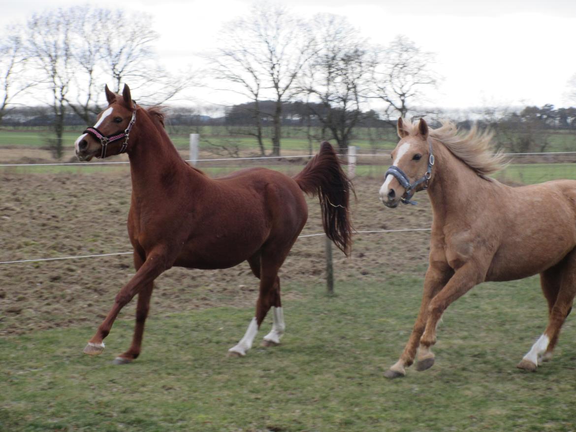Palomino kærligheds ponyen Troja(SELVSKABSPONY) R.I.P.  billede 21