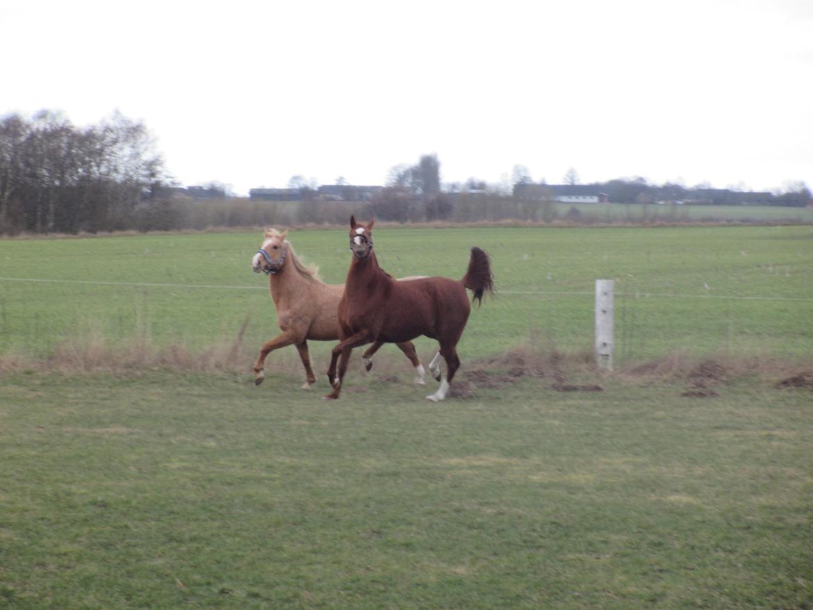 Palomino kærligheds ponyen Troja(SELVSKABSPONY) R.I.P.  billede 22