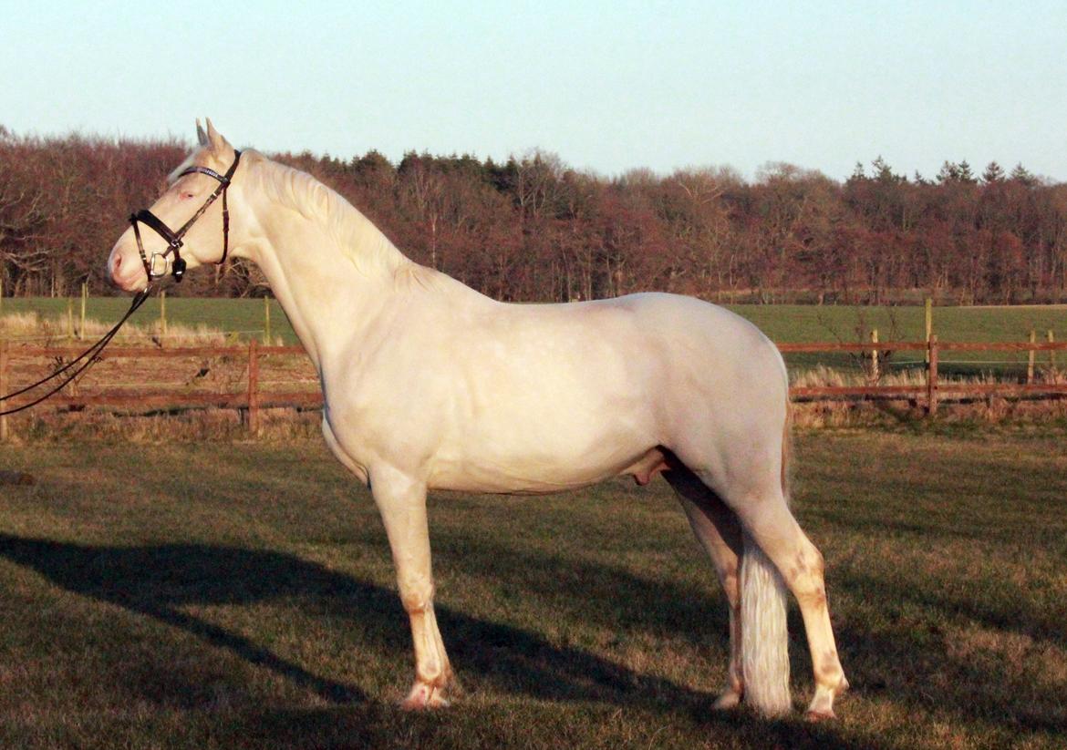 Palomino Stensgaardens cavanoux (EU Hingst) billede 10