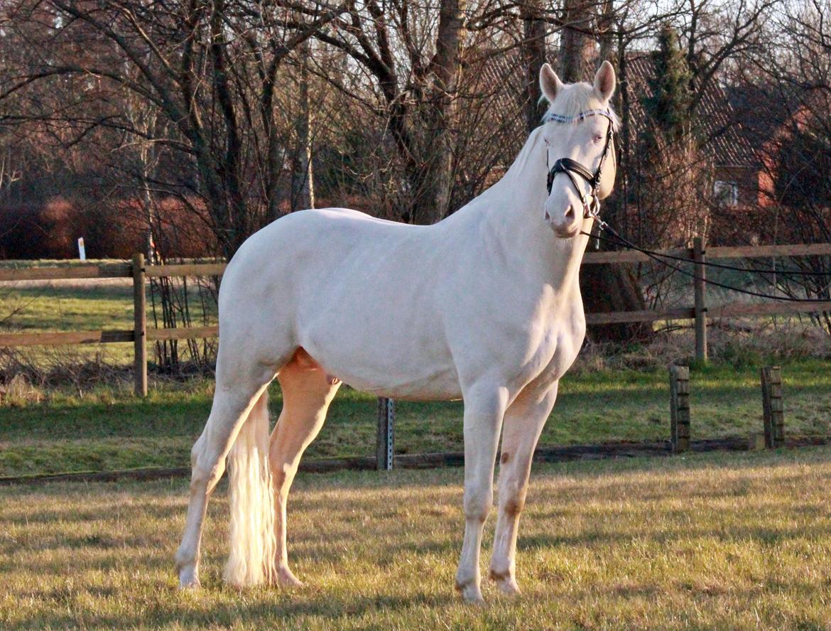 Palomino Stensgaardens cavanoux (EU Hingst) billede 40