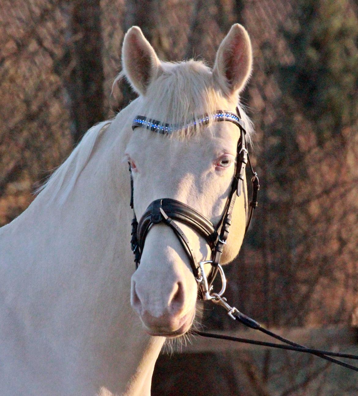 Palomino Stensgaardens cavanoux (EU Hingst) billede 48