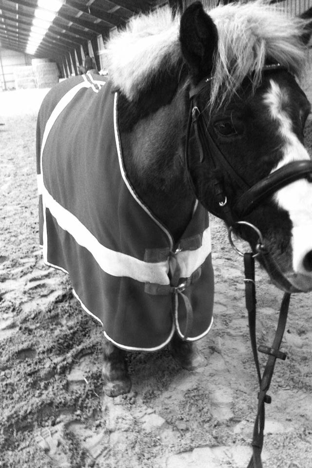 Anden særlig race Diesel billede 12