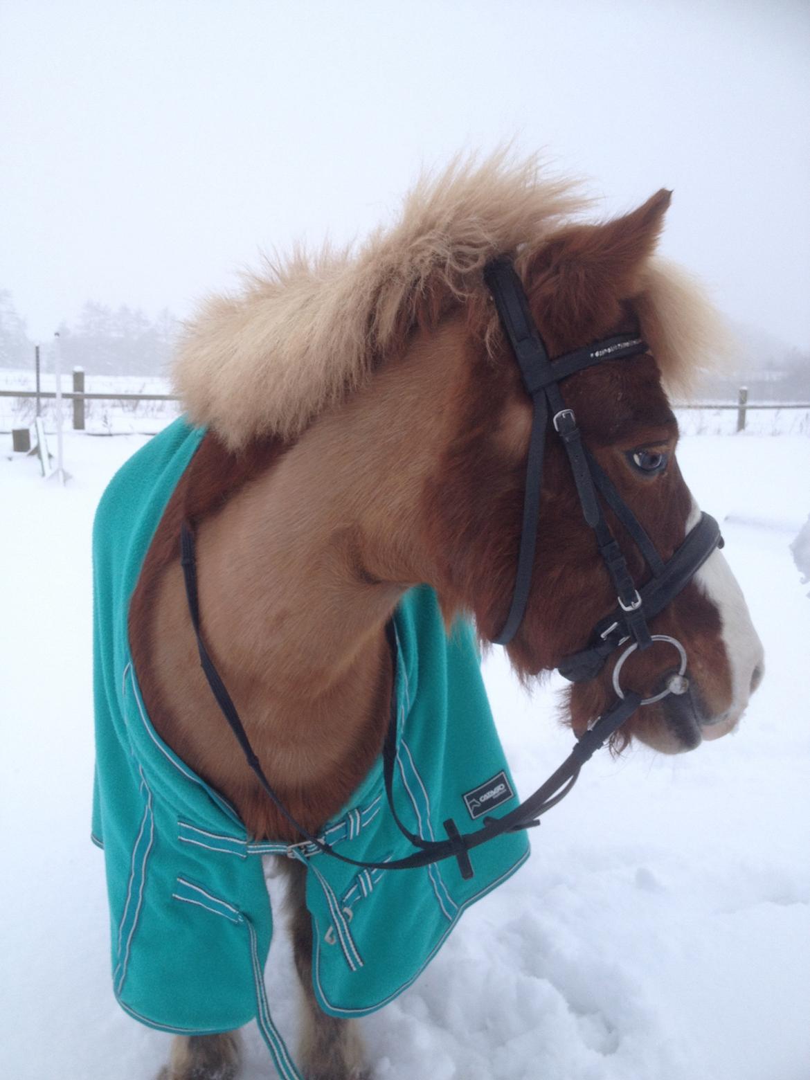 Anden særlig race Diesel billede 13