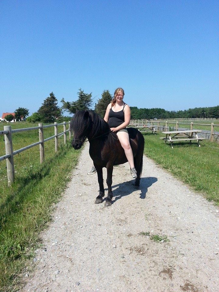 Islænder Kórall fra Dalsmynni billede 18