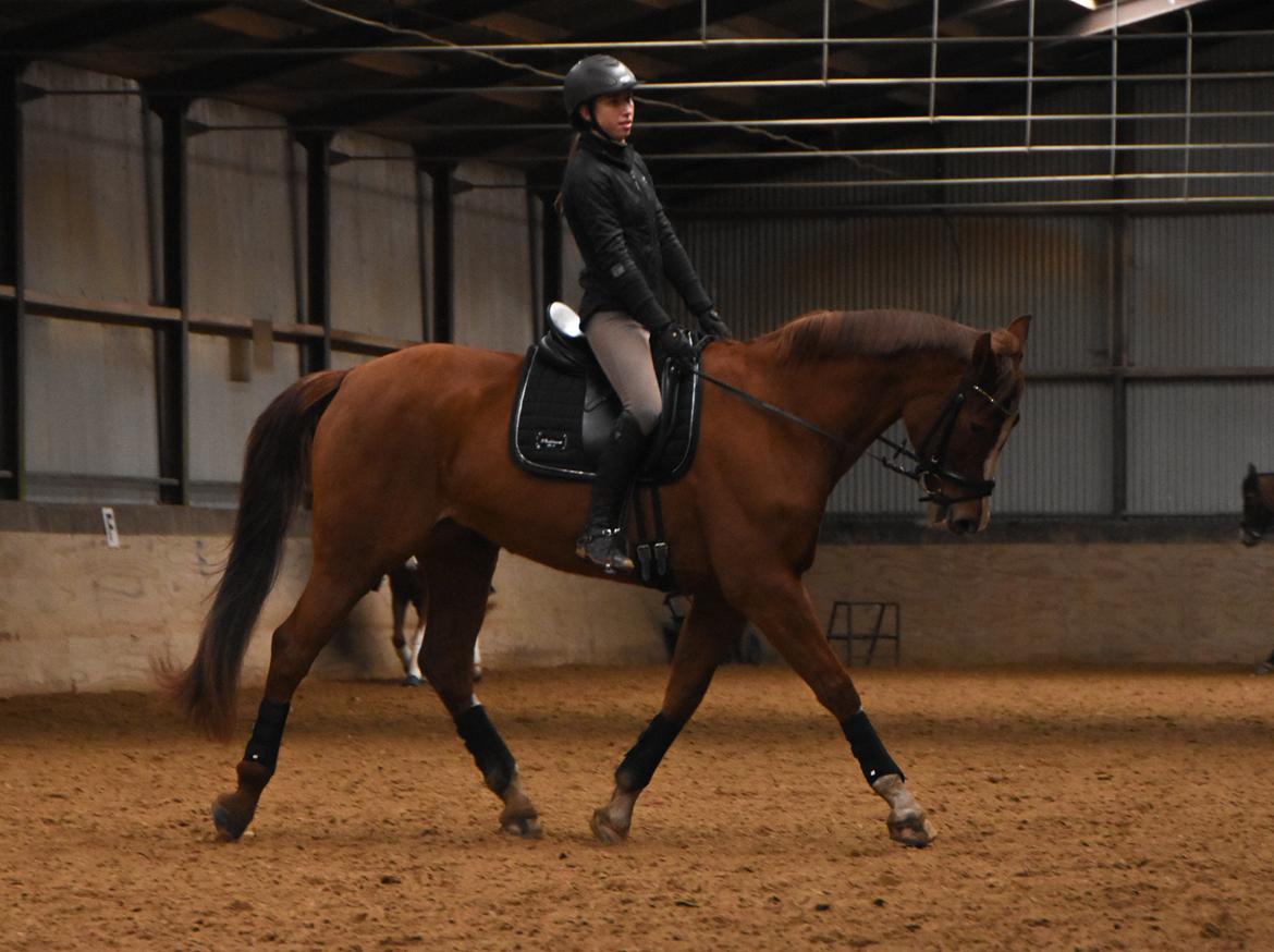 Anden særlig race Skovlunds Lacoste  billede 14