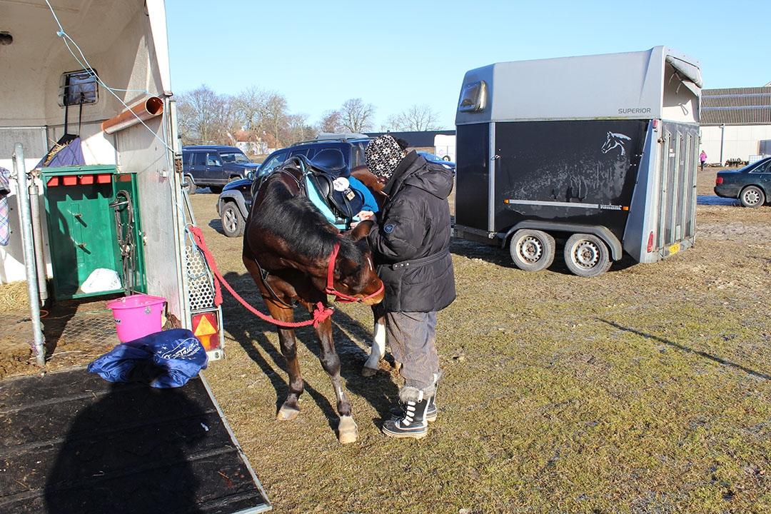 Tysk Sportspony Burghof´s voyager - Lerbæk 27- 28 feb 2016 billede 17
