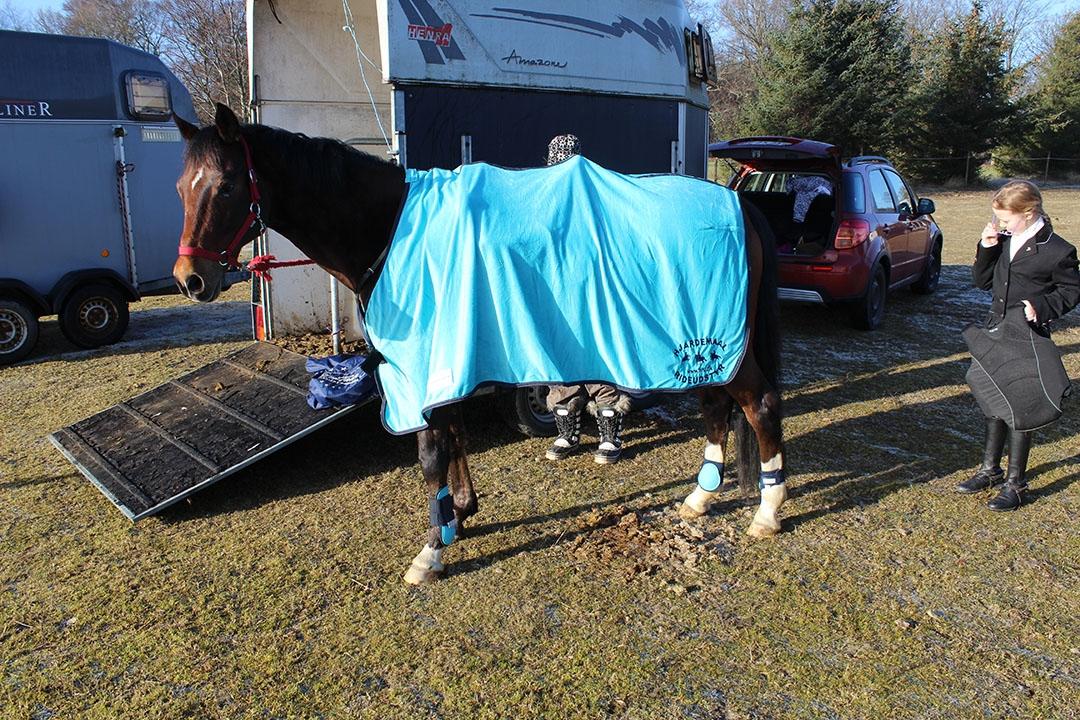 Tysk Sportspony Burghof´s voyager - Lerbæk 27- 28 feb 2016 billede 18