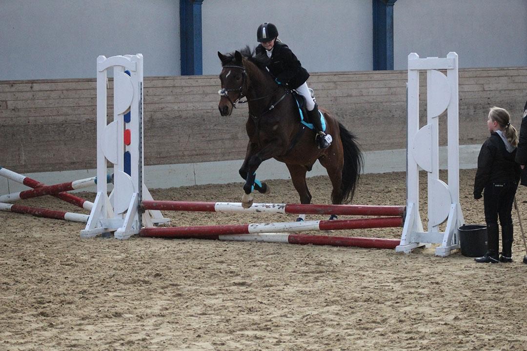 Tysk Sportspony Burghof´s voyager - Lerbæk 27- 28 feb 2016 billede 22