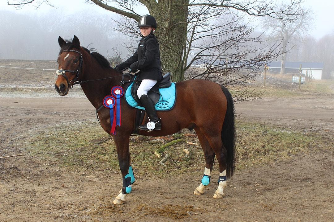 Tysk Sportspony Burghof´s voyager - Lerbæk 27- 28 feb 2016 billede 26