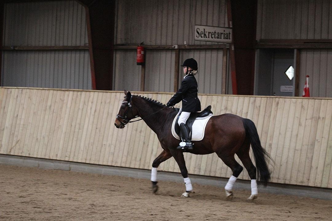 Tysk Sportspony Burghof´s voyager - Brønderslev rideklub 5-3-2016 billede 29