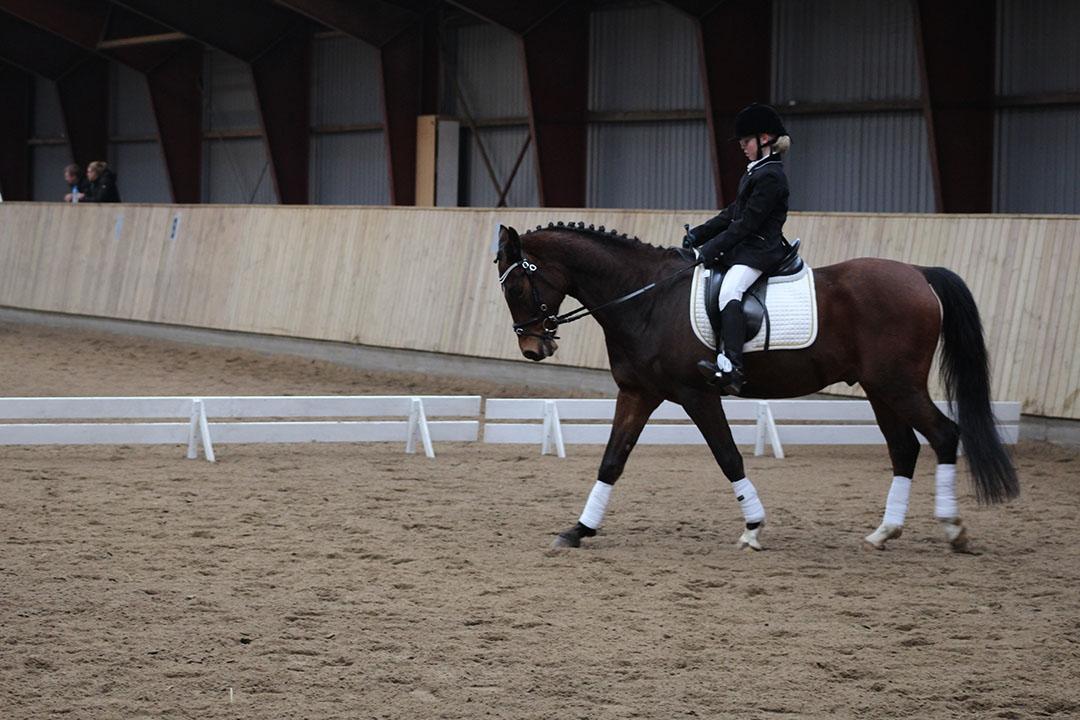 Tysk Sportspony Burghof´s voyager - Brønderslev rideklub 5-3-2016 billede 30