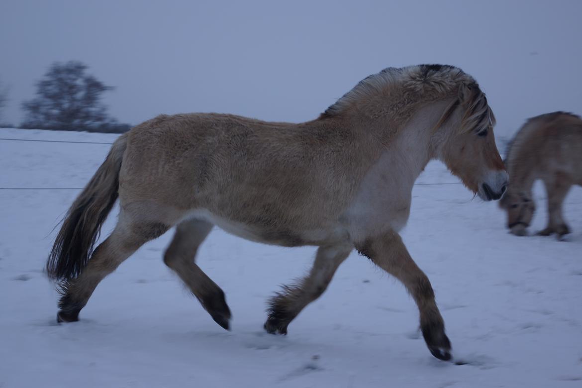 Fjordhest Nikka Romeo billede 18