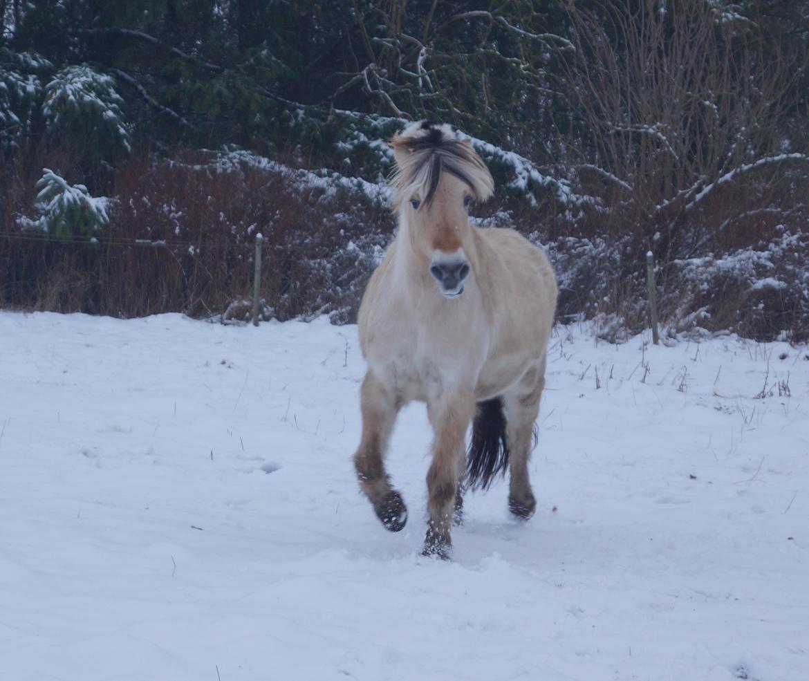 Fjordhest Nikka Romeo billede 19