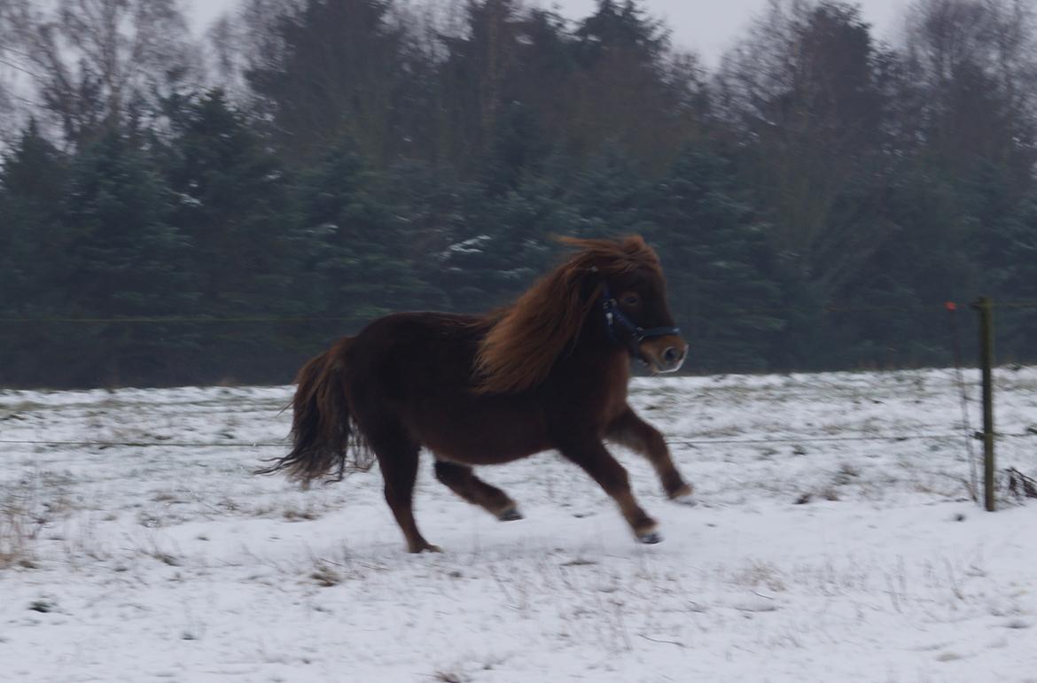 Shetlænder Sofus billede 20