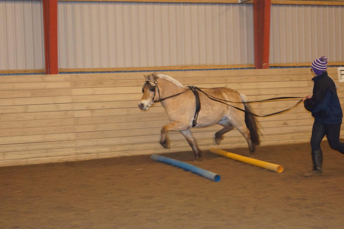 Anden særlig race Følle billede 19
