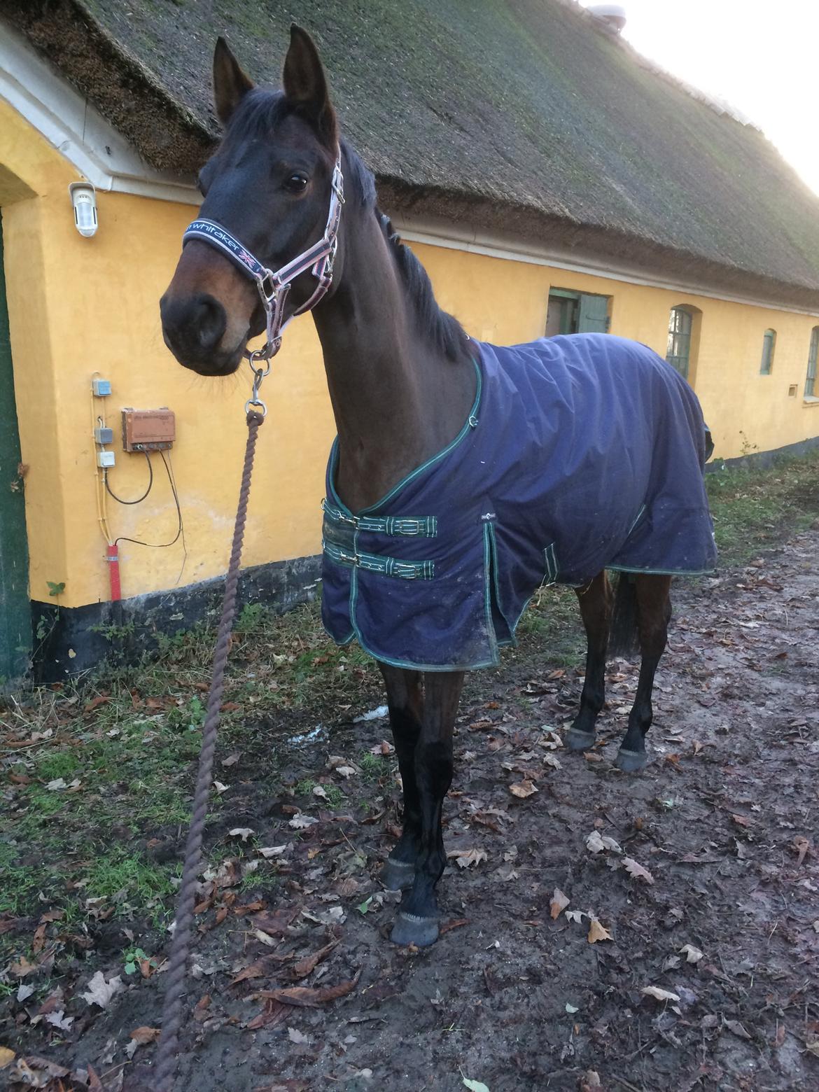 Dansk Varmblod Egevangens Kamille billede 3