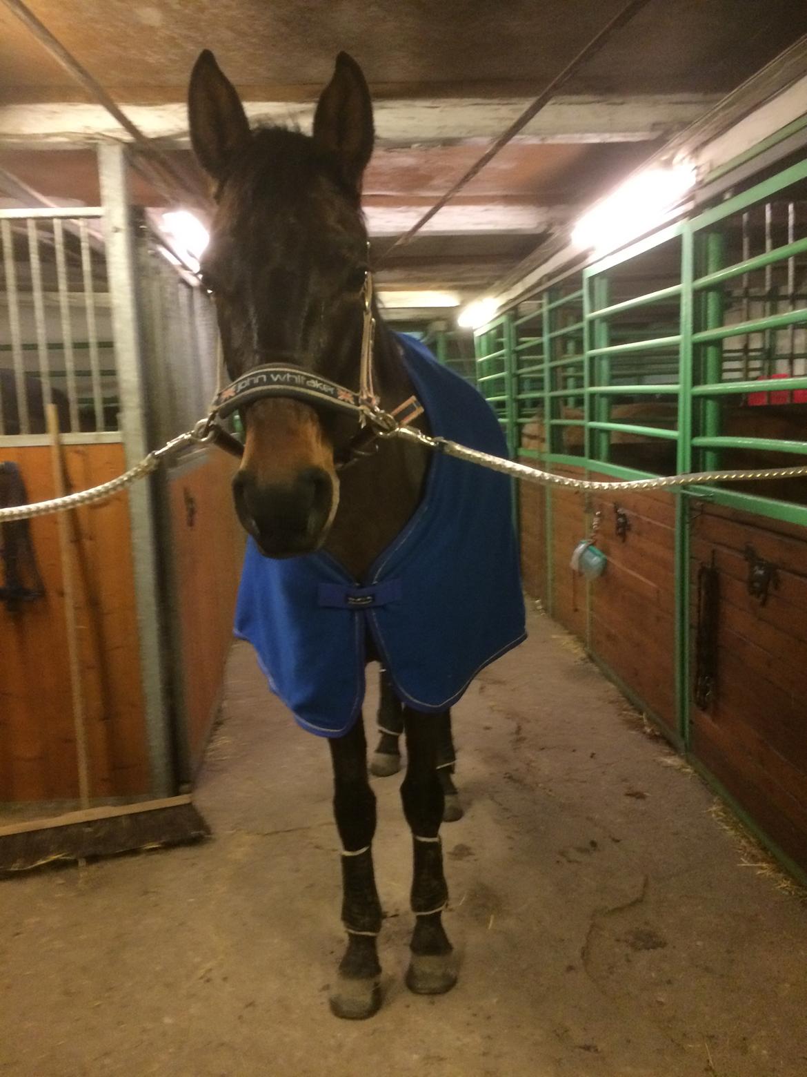 Dansk Varmblod Egevangens Kamille billede 5