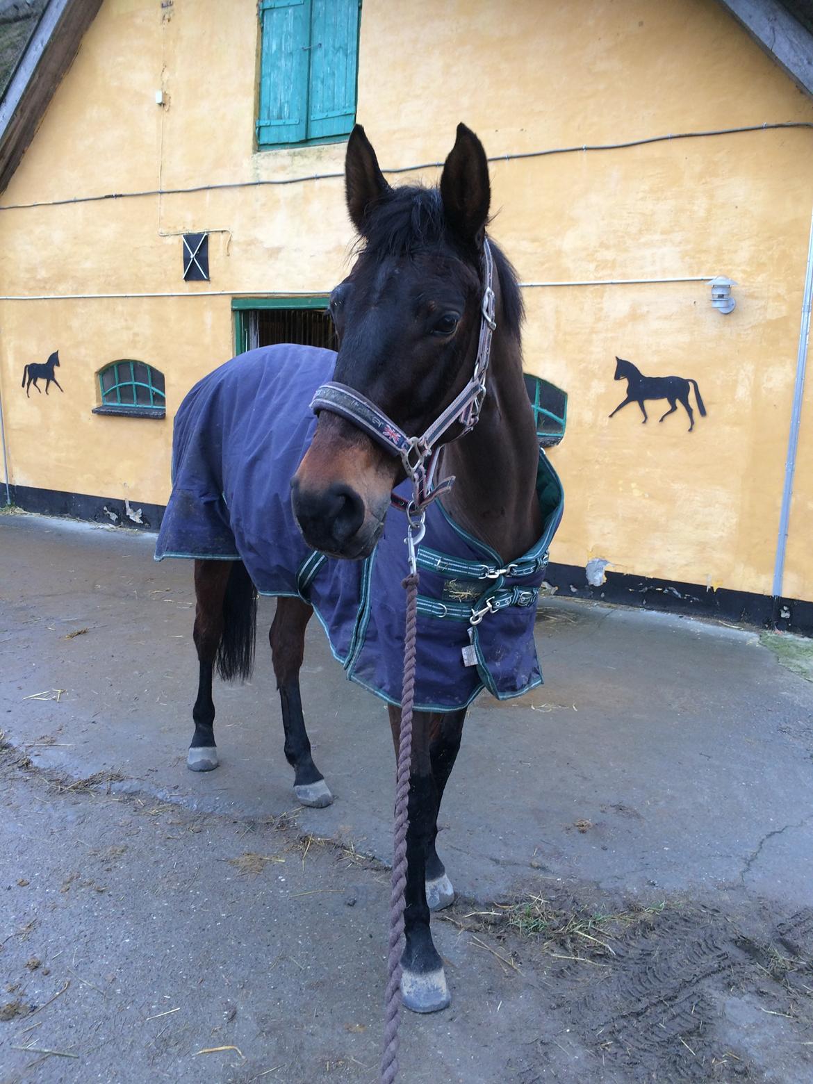 Dansk Varmblod Egevangens Kamille billede 6