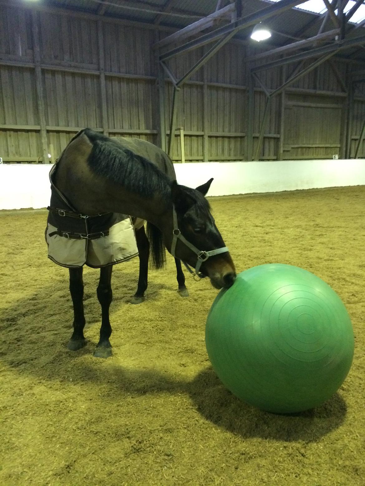 Dansk Varmblod Egevangens Kamille billede 7