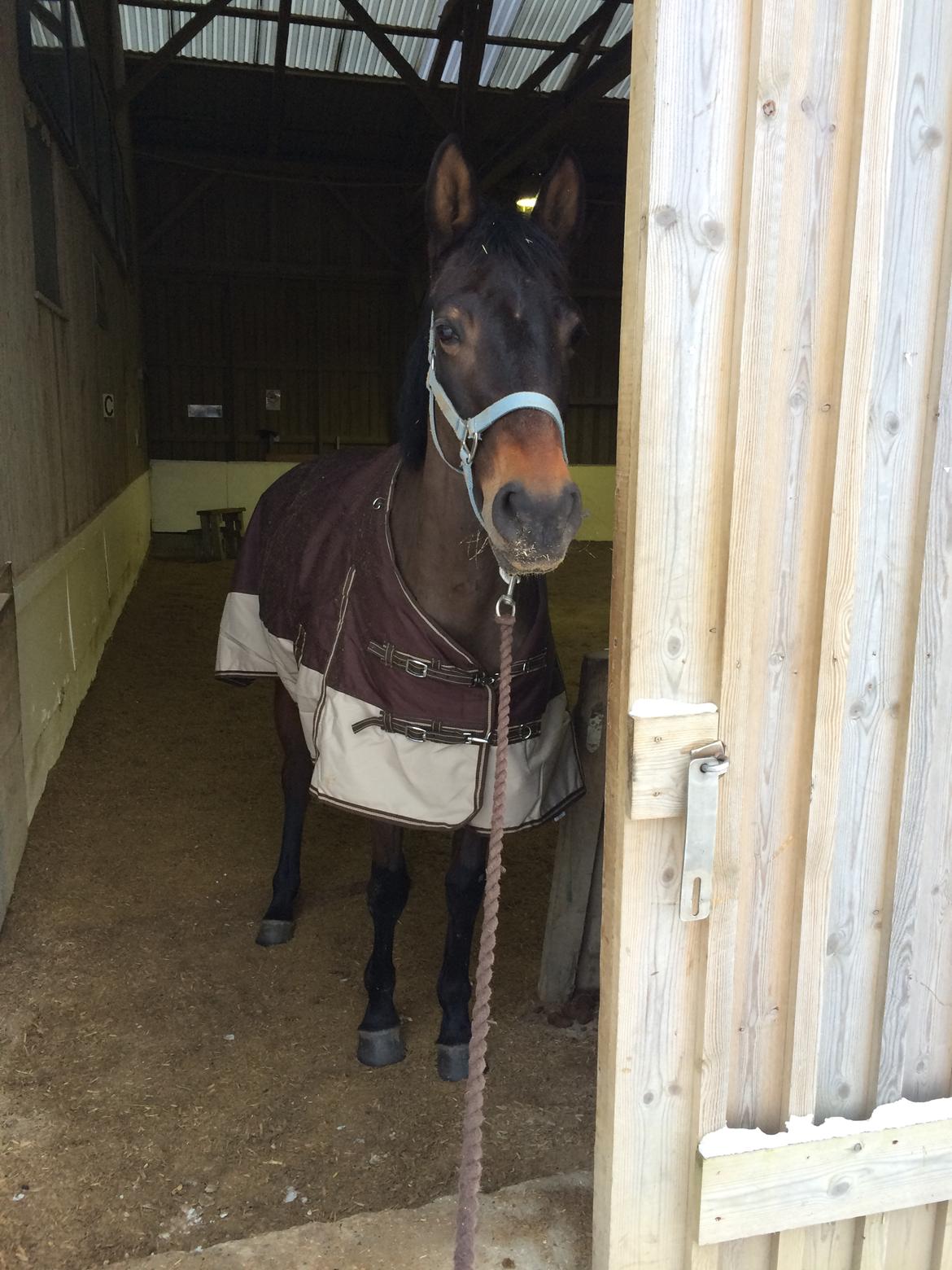 Dansk Varmblod Egevangens Kamille billede 8