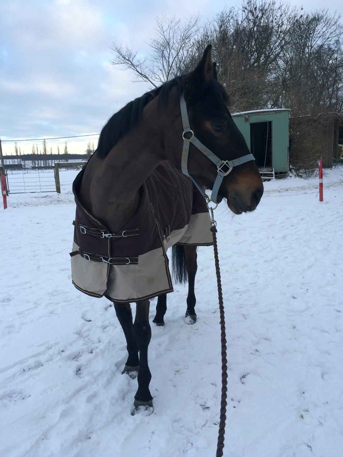 Dansk Varmblod Egevangens Kamille billede 9