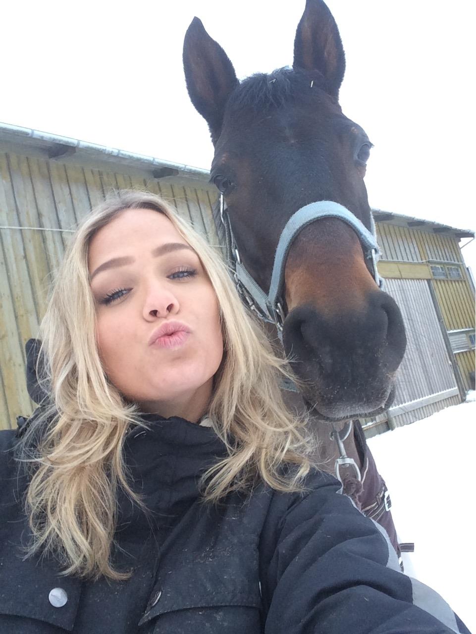 Dansk Varmblod Egevangens Kamille billede 4