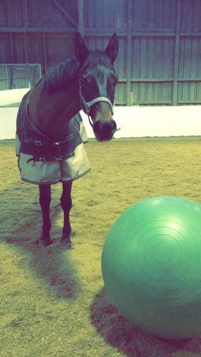 Dansk Varmblod Egevangens Kamille billede 10