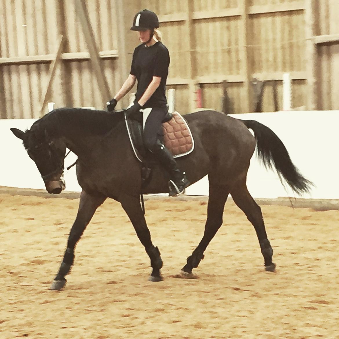 Dansk Varmblod Egevangens Kamille billede 2