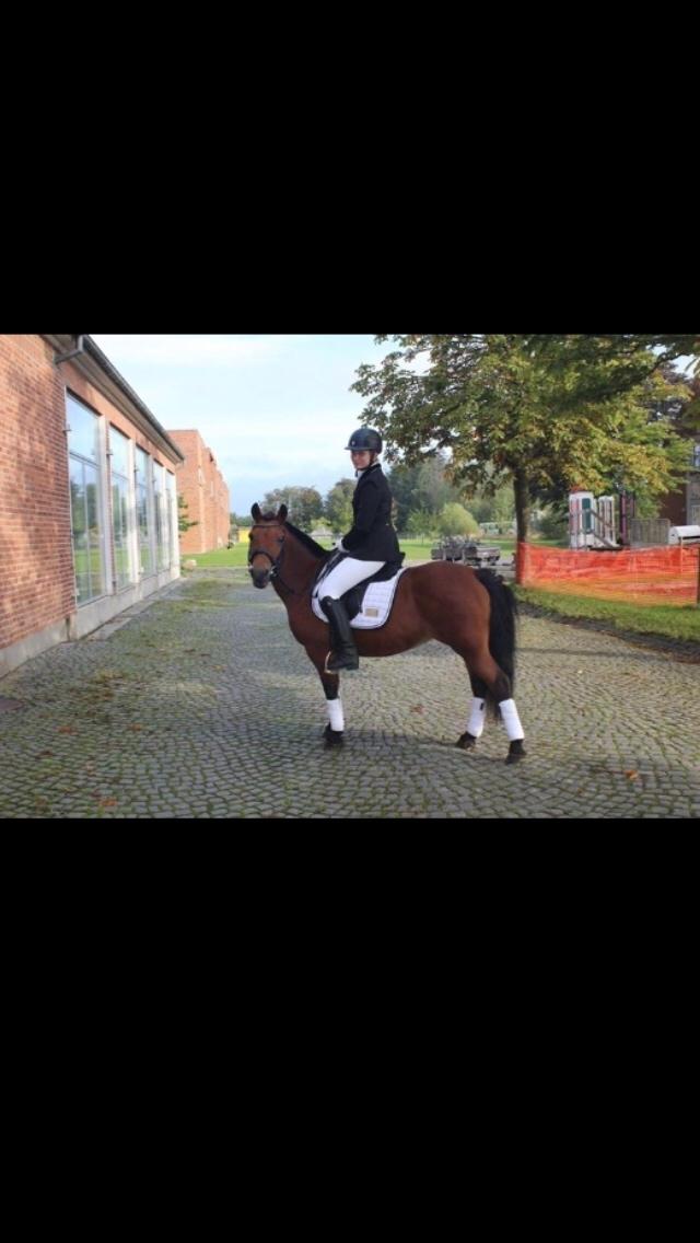 Anden særlig race Freja billede 22