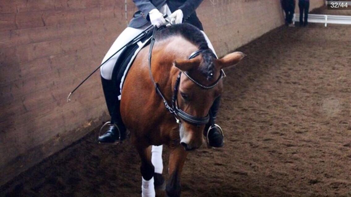 Anden særlig race Freja billede 30