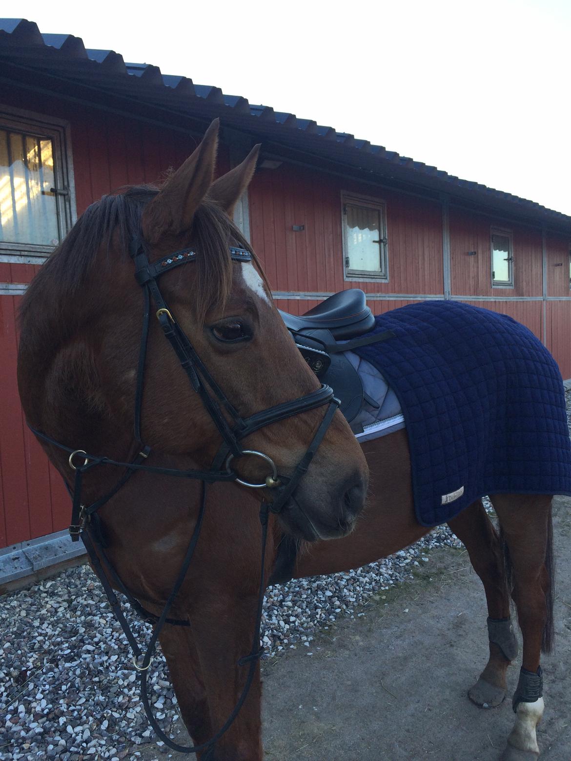 Dansk Varmblod Lunds Intermezzo - <3 billede 12