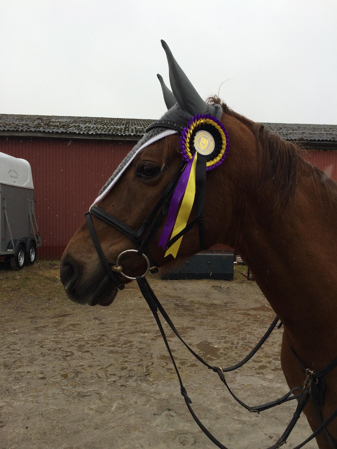 Dansk Varmblod Lunds Intermezzo - Sløjfespring 90cm billede 11