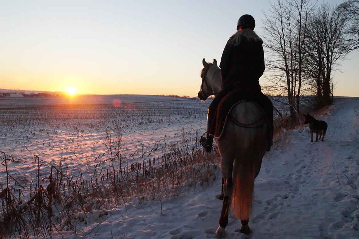 Palomino Stensgaardens chikita billede 17
